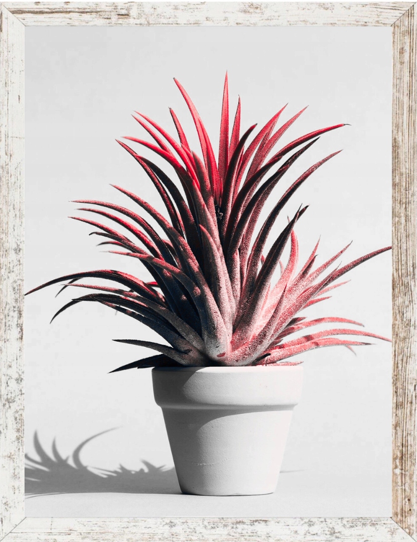 

Ramka na zdjęcia 30x45 sosna bielona ramki Mdf