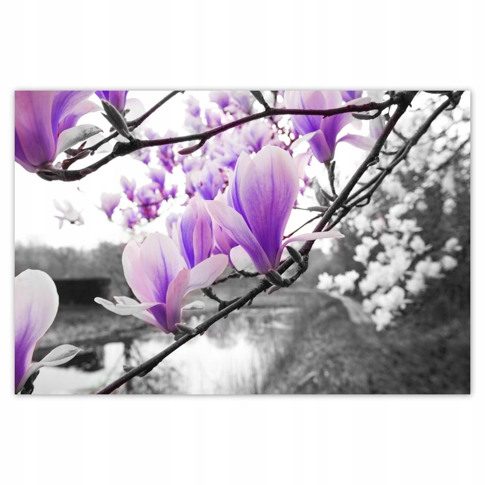 

Plakaty 60x40 Magnolia Kwiatki Kwiaty