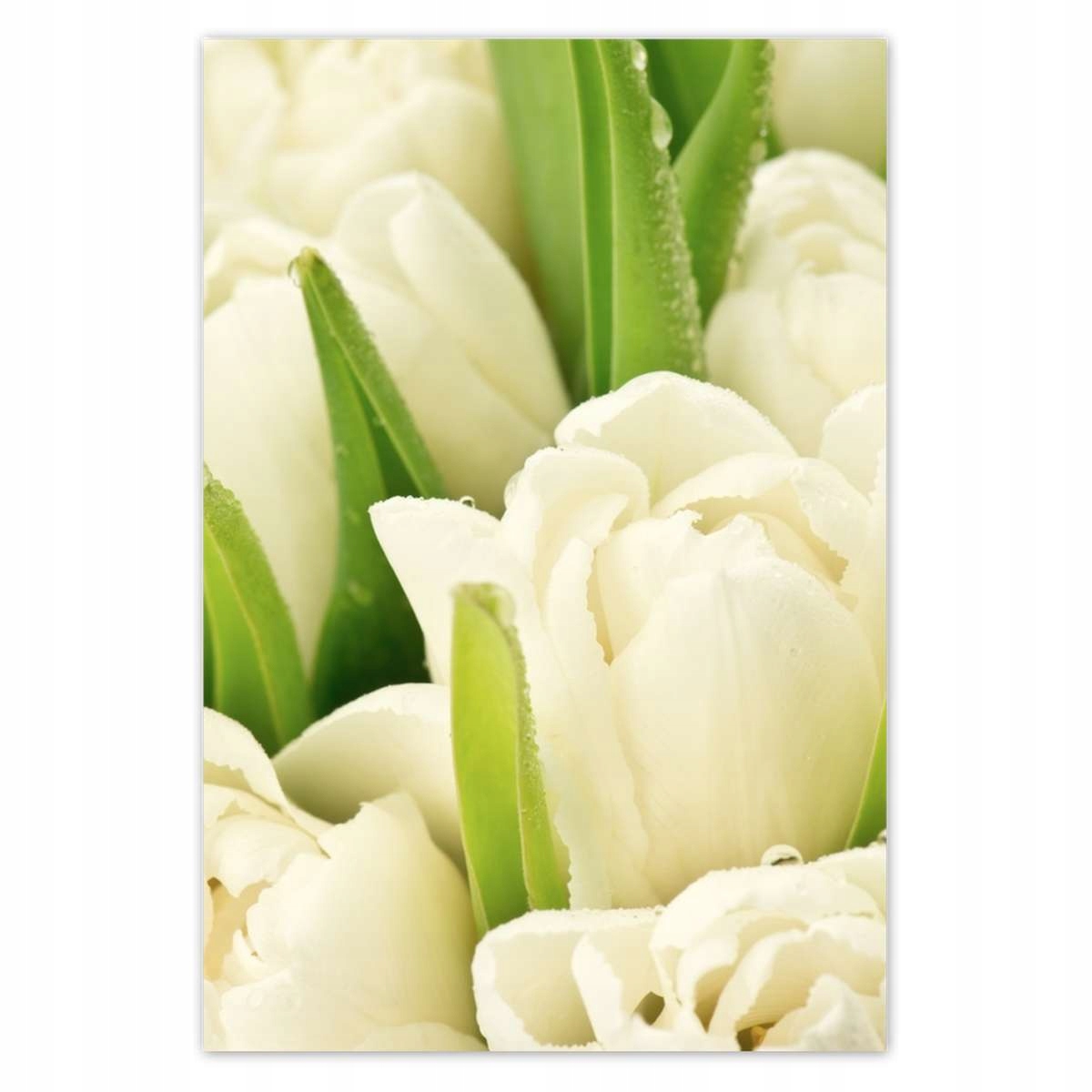 Plakáty 135x200 Jemné tulipány