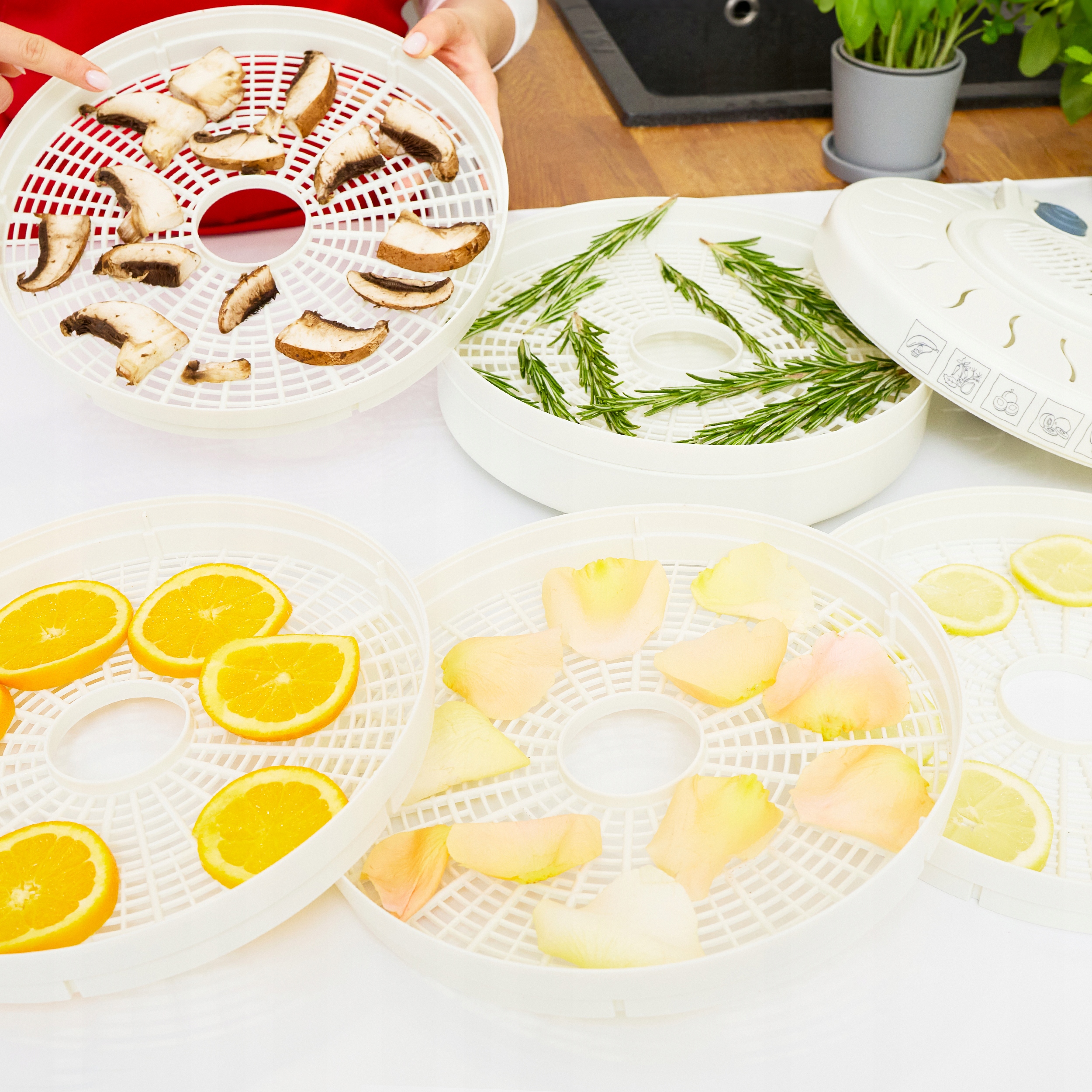 Suszarka do grzybów spożywcza MPM MSG-01 Kolor dominujący biały