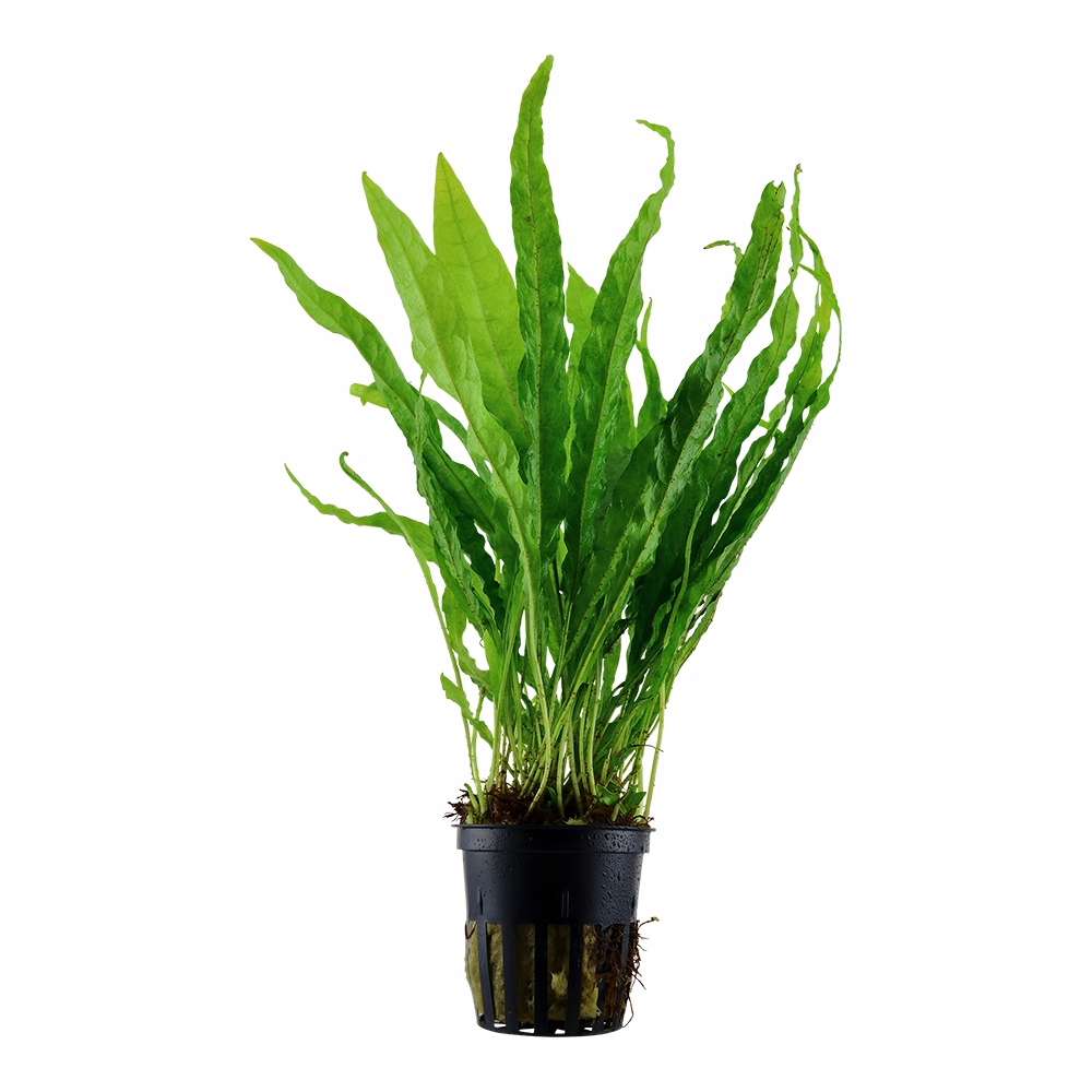 Microsorum pteropus TROPICA (корзина)