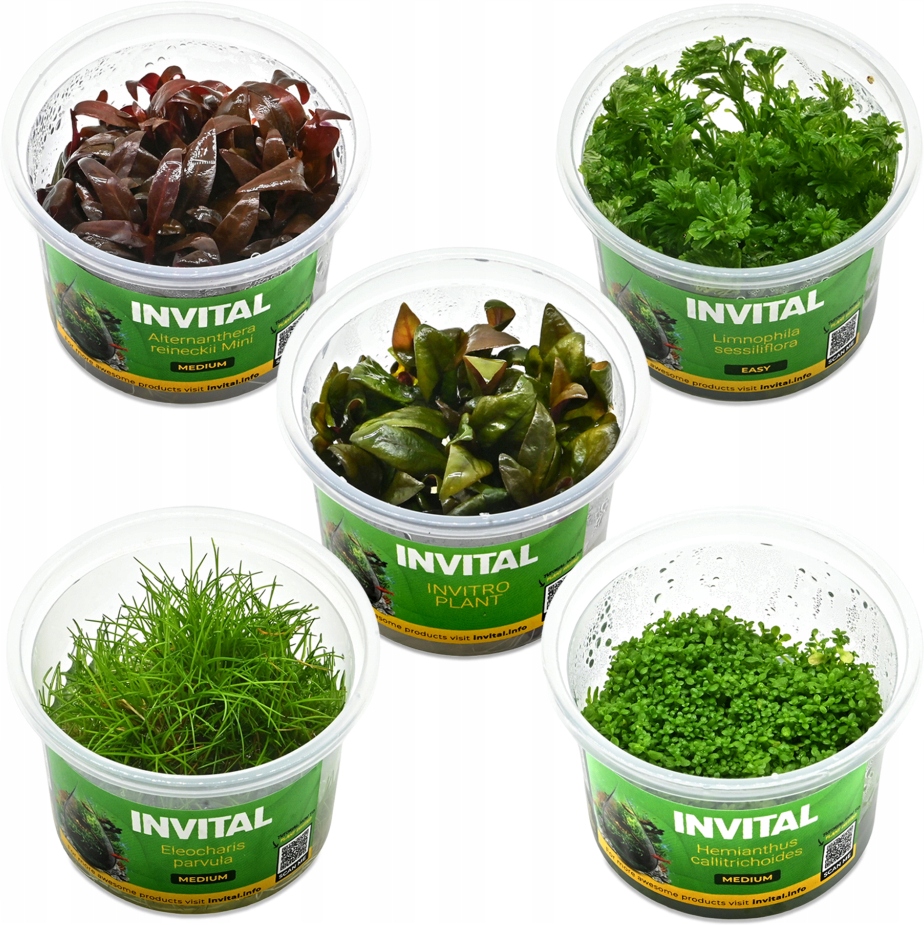 Kolekcja 5 niewymagających roślin in vitro