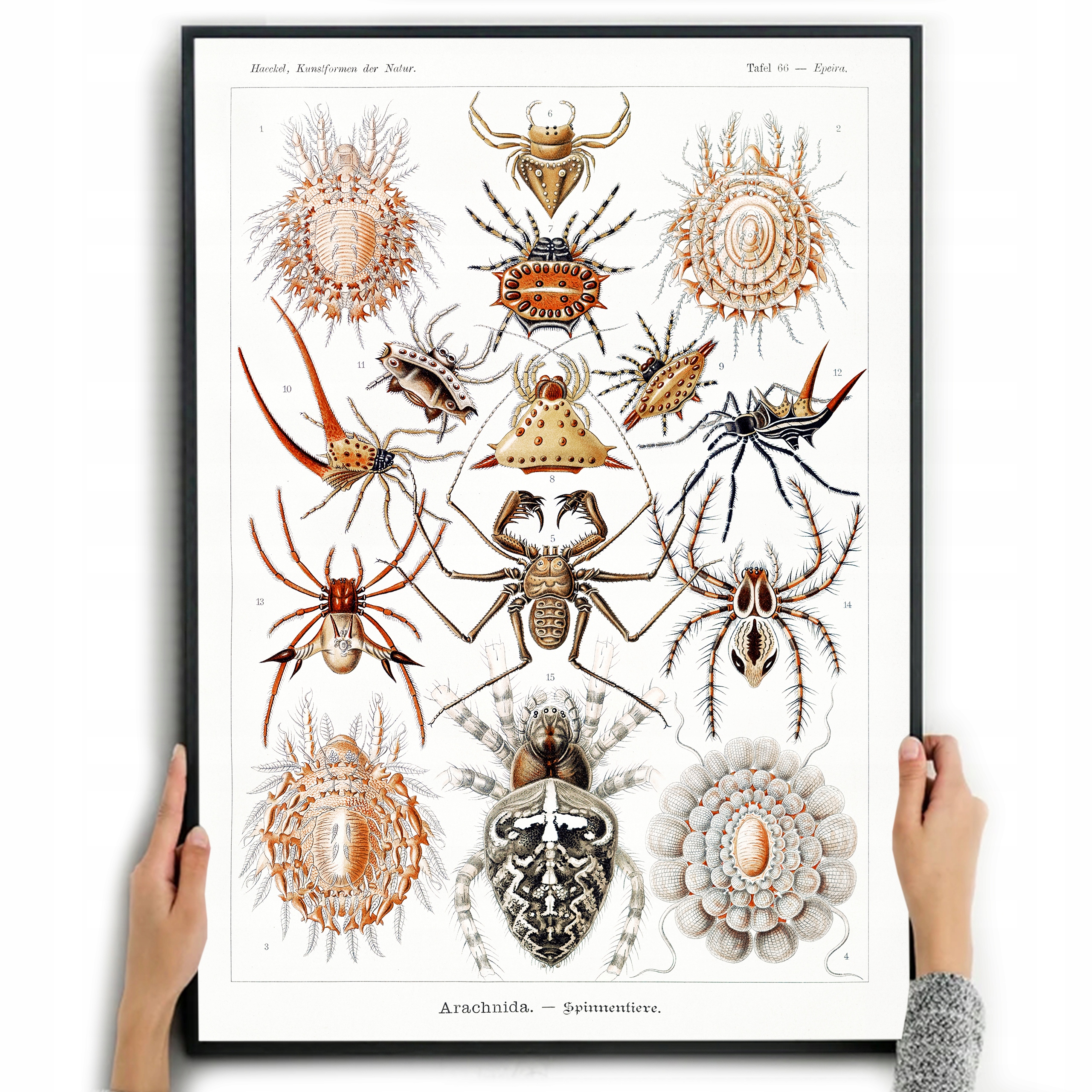 

Plakat Obraz Dekoracja Pająki Ernst Haeckel A3