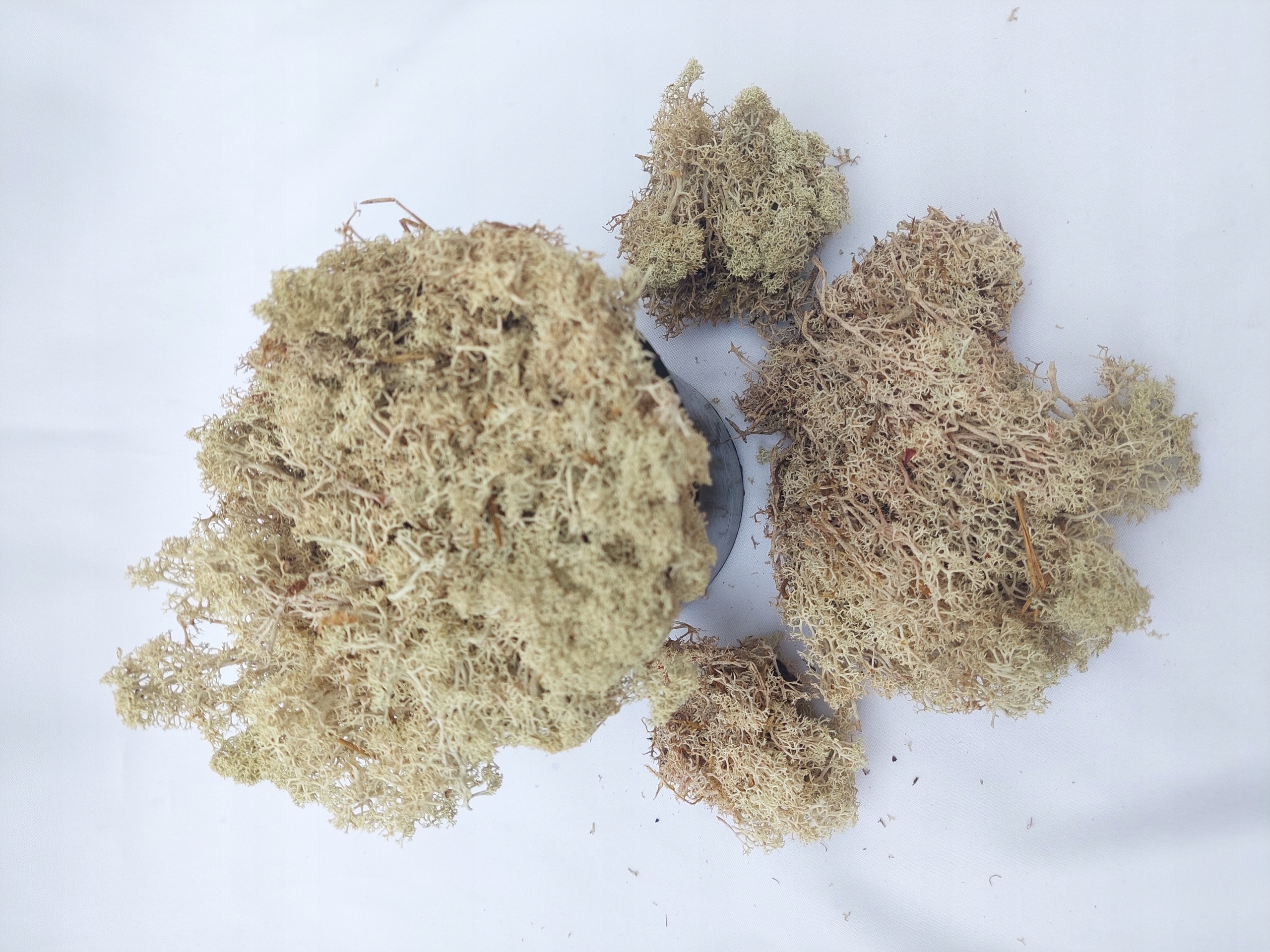 

Mech Chrobotek Reniferowy naturalny 80g duża paka