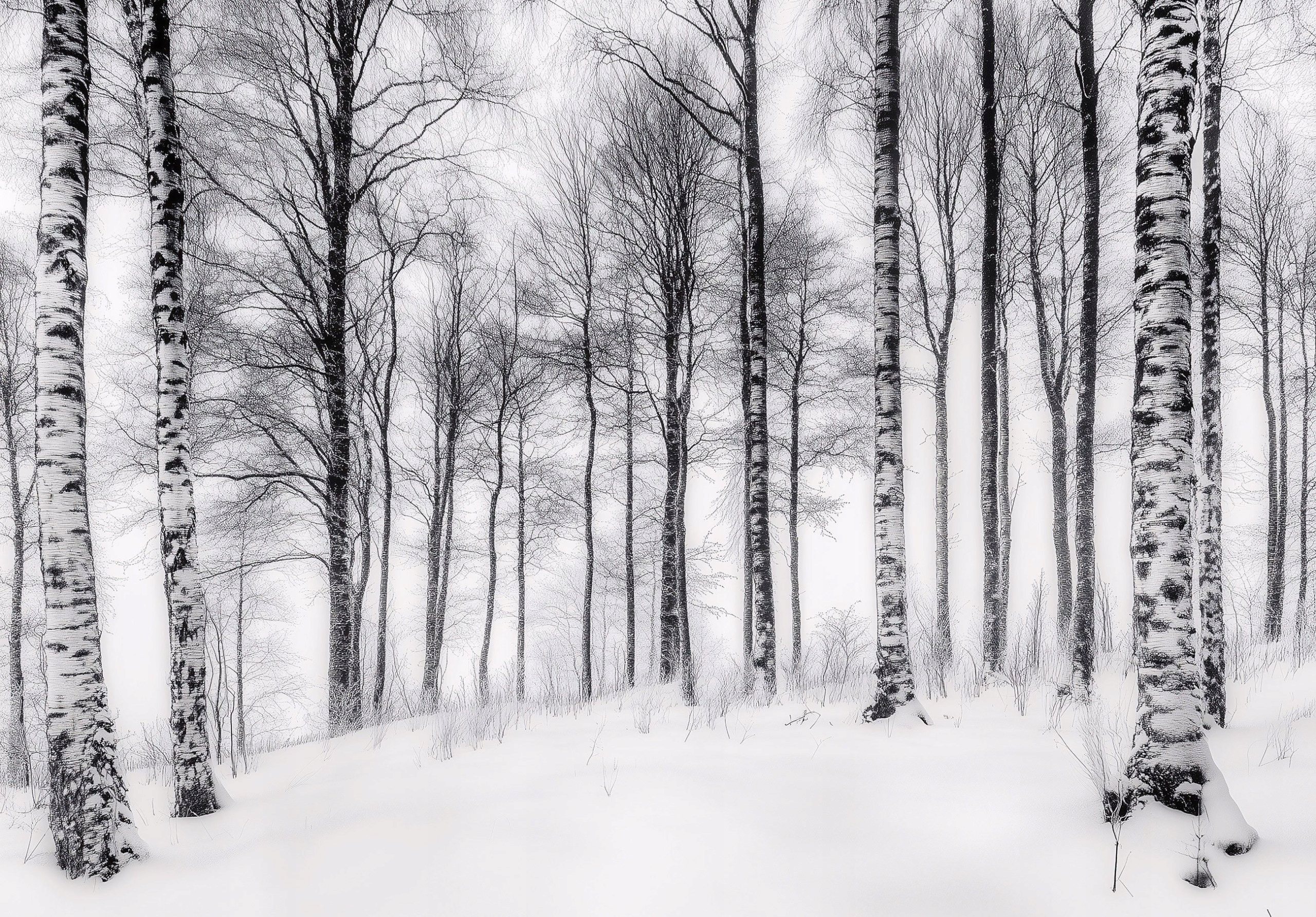 Fototapeta Monochromatický brezový les v grafickom hmle 300x210 lepidlo