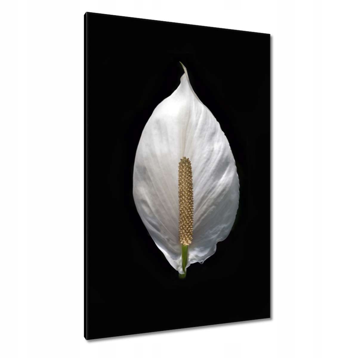 Obrazy 80x120 Květiny Květiny