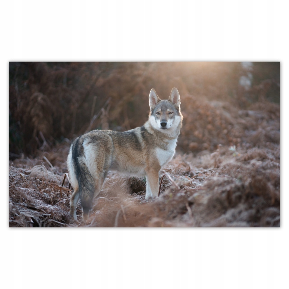 

Fototapety flizelina 416x254 Wilk Wilki