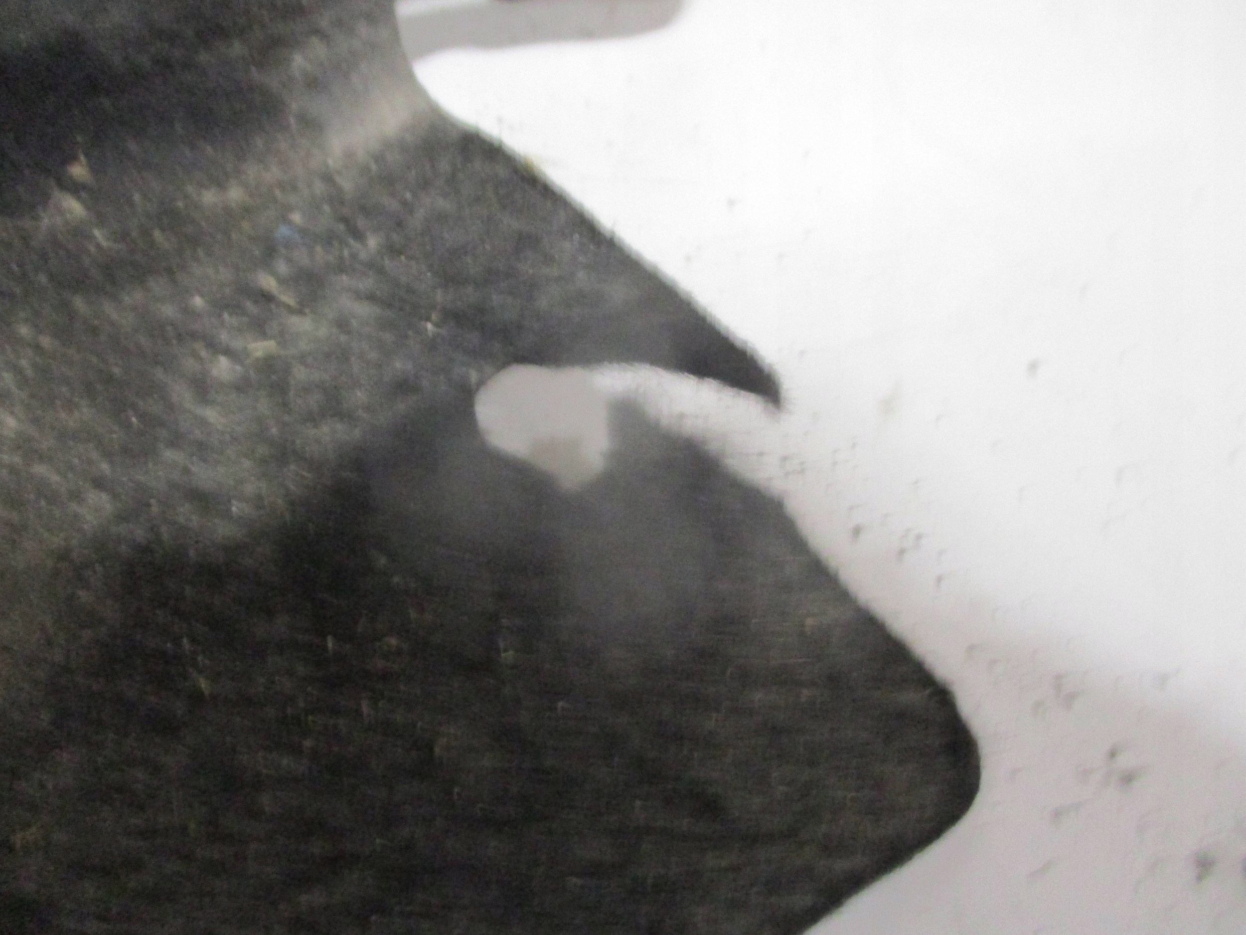 mudguard rear. rear part left JAGUAR and-PACE J9D3-279D23-AB