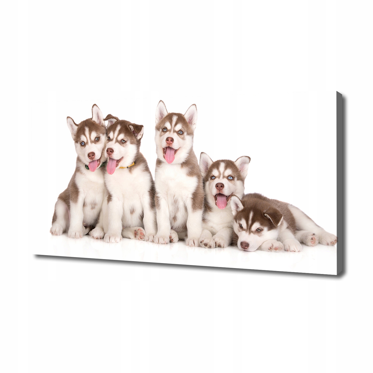 

Obraz canvas do salonu Szczeniaki Husky 140x70 cm