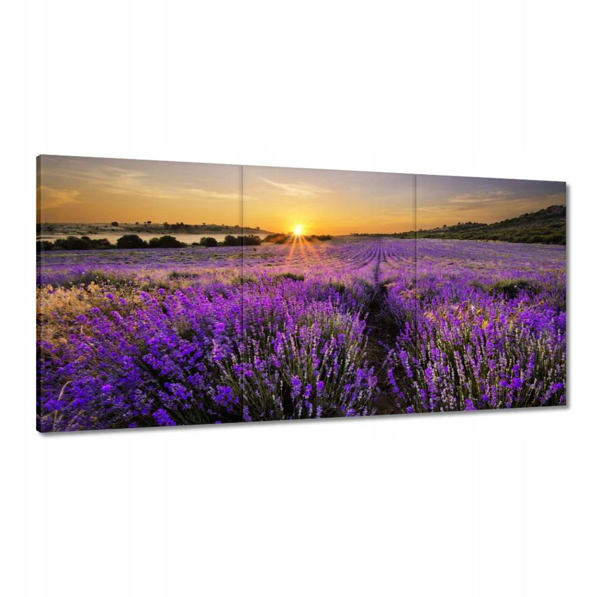 Obrazy 180x90 Levanduľová krajina Slnko