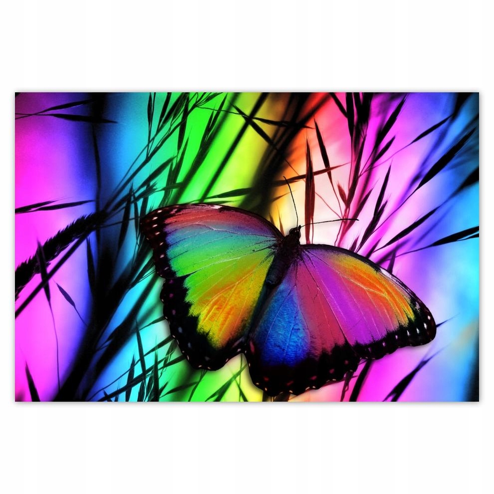 

Plakaty 60x40 Tęczowy motylek