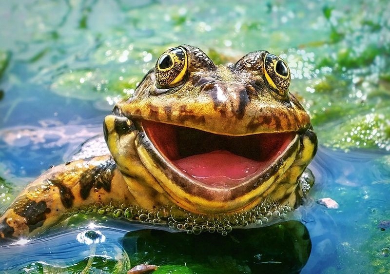 Puzzle 500 el. B-52813 Green & Fun Kod producenta -