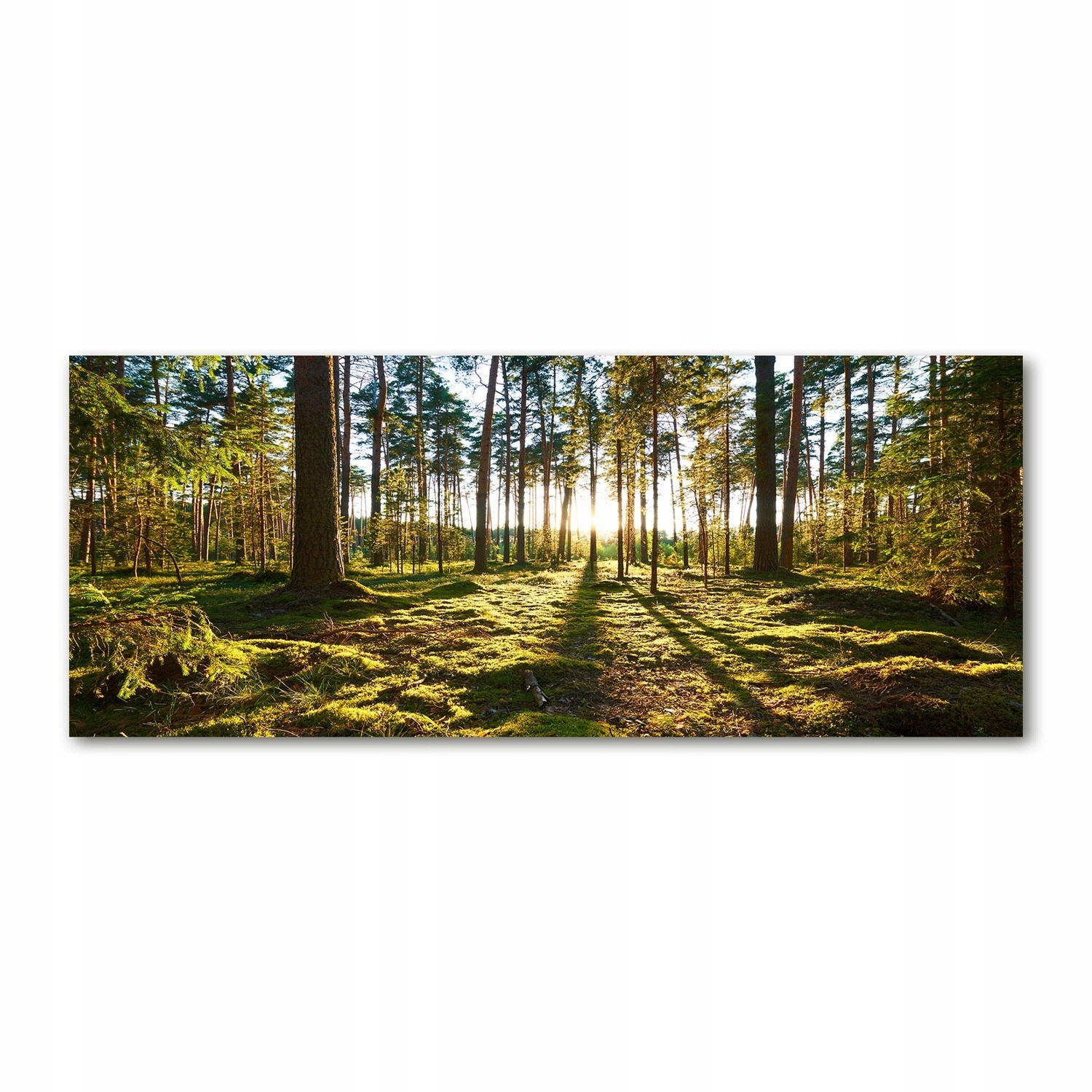 

Foto obraz na szkle akrylowym Las sosnowy 125x50cm