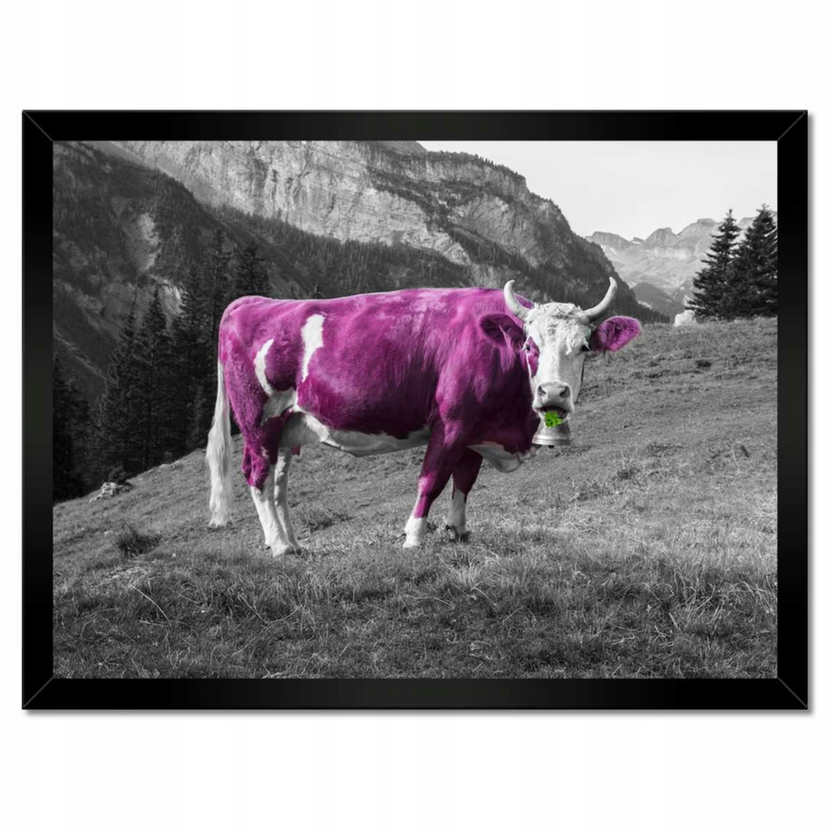 Plakáty v rámu 40x30 Fialová kráva Emilka