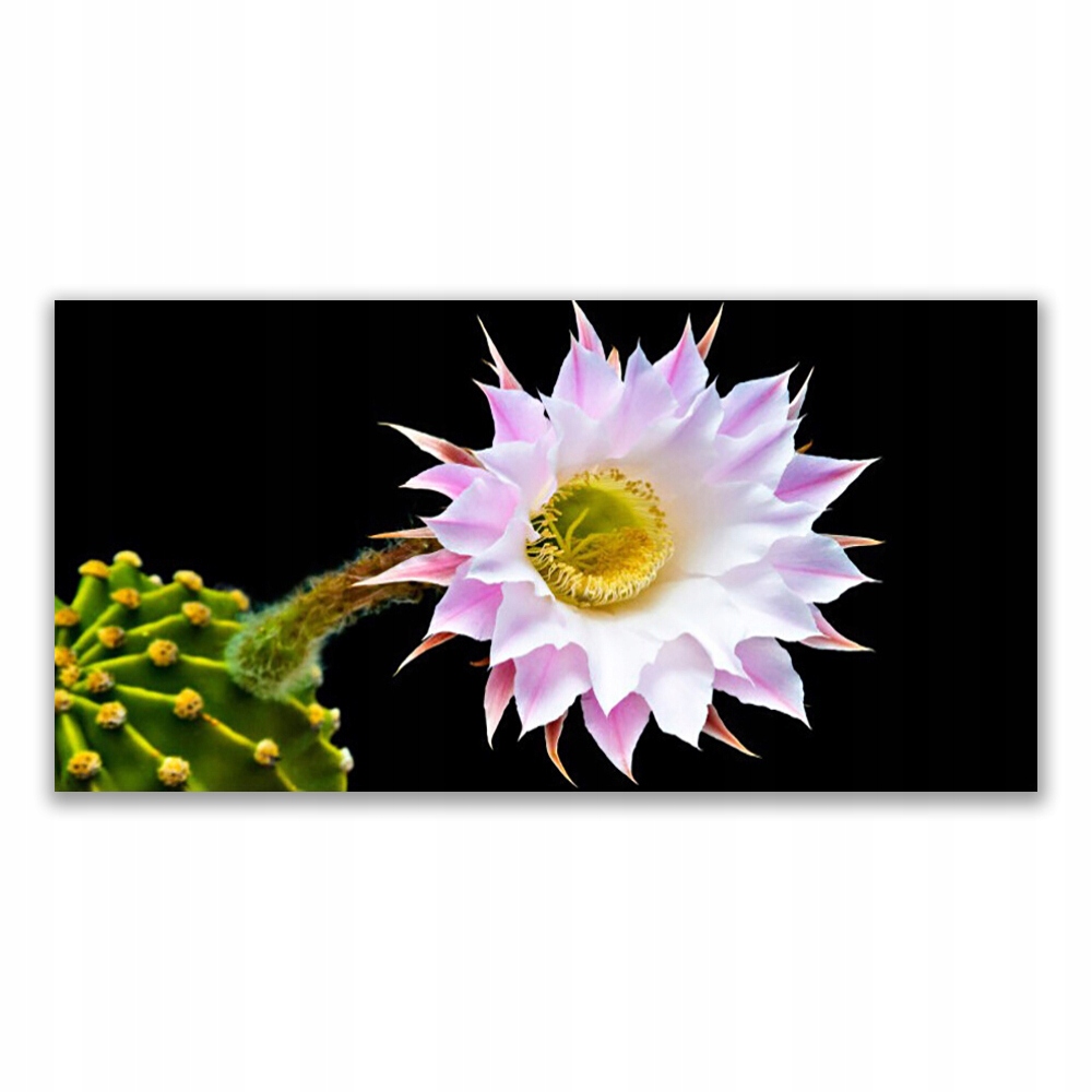 

Obraz akrylowy nowoczesny 120x60 Kwiat Na Ścianę