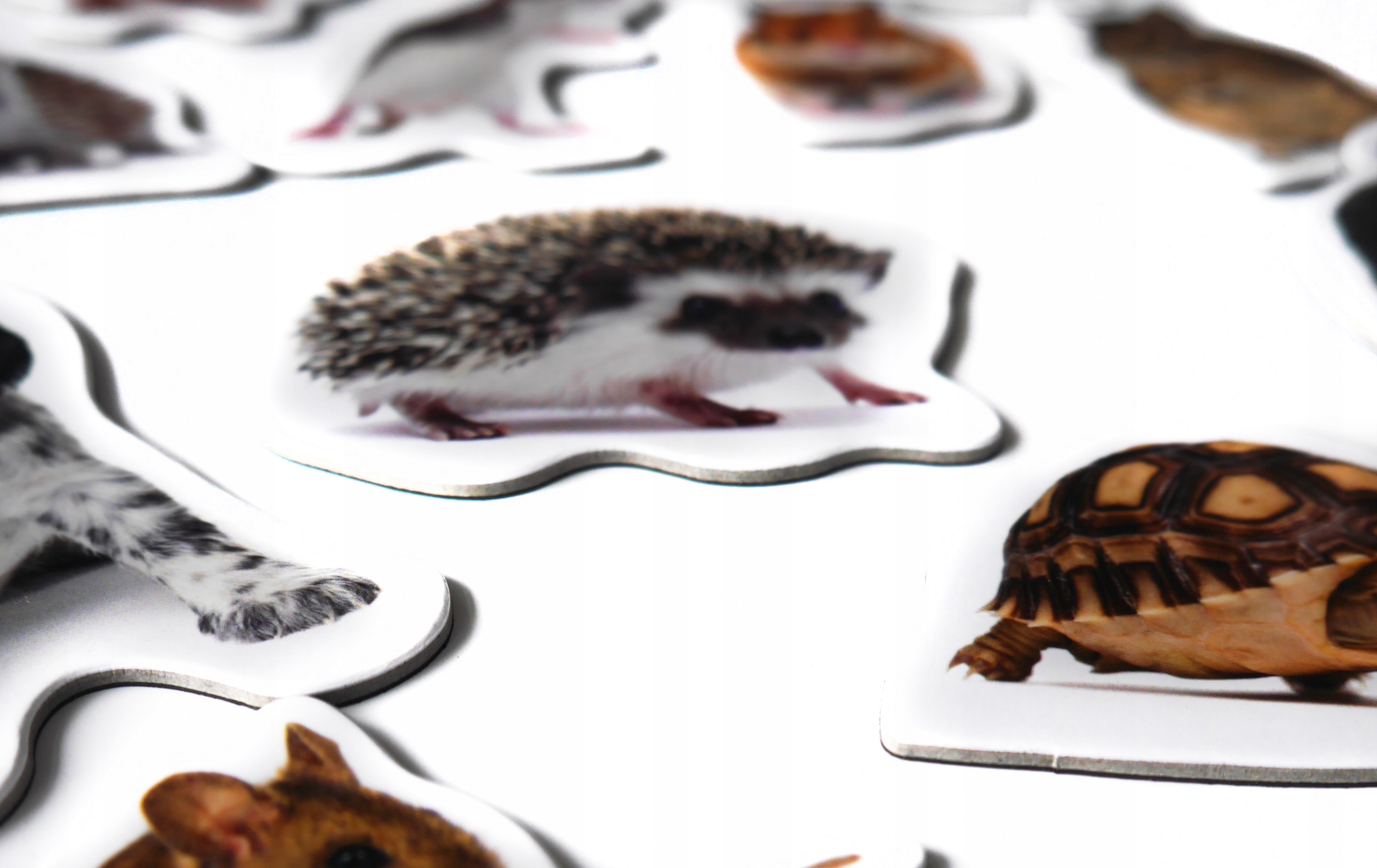 Magnesy na lodówkę poznaję ZWIERZĘTA DOMOWE TEKTURA Bohater brak