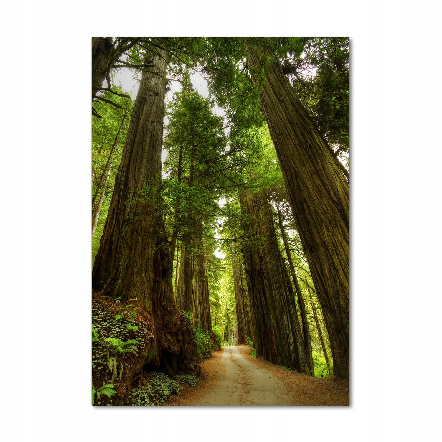 

Foto obraz szkło akrylowe Ścieżka w lesie 70x100cm