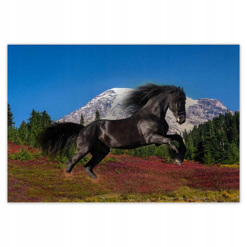 

Fototapety flizelina 104x70 Ogier fryzyjski Koń