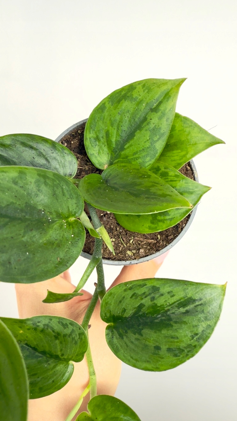 Scindapsus Wallet Sakti-редкая лиана с уникальными листьями