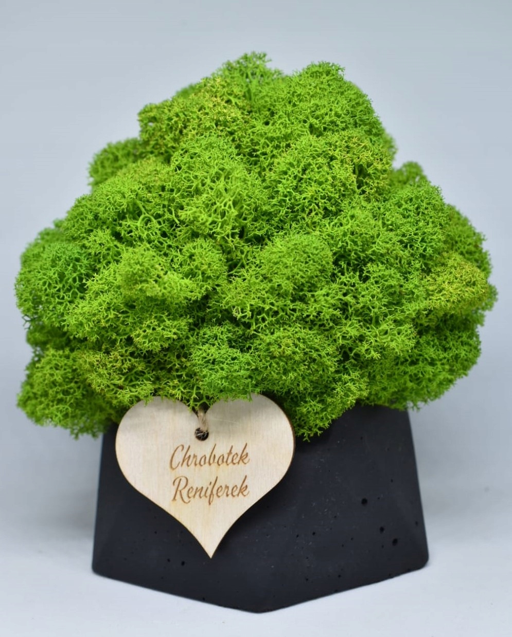 Chrobotkowy las w doniczce betonowej geometrycznej
