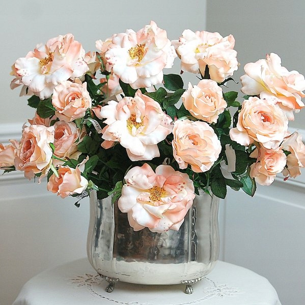 

Róża Gałązka Łosoś 70cm David Austin Roses Tropica
