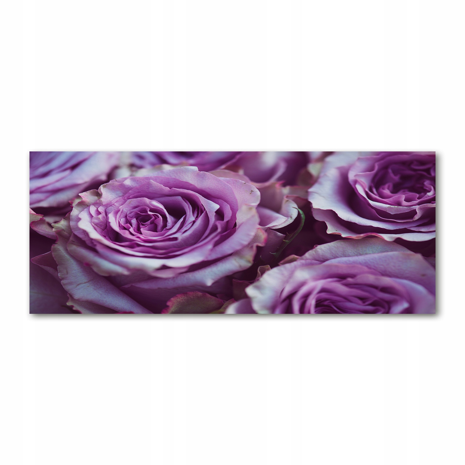 

Foto obraz akryl zdjęcie Fioletowe róże 125x50 cm