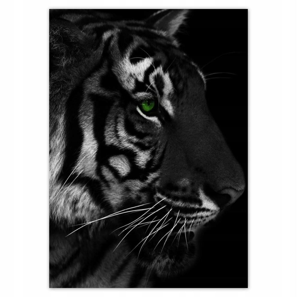 

Naklejki 50x70 Tygrys