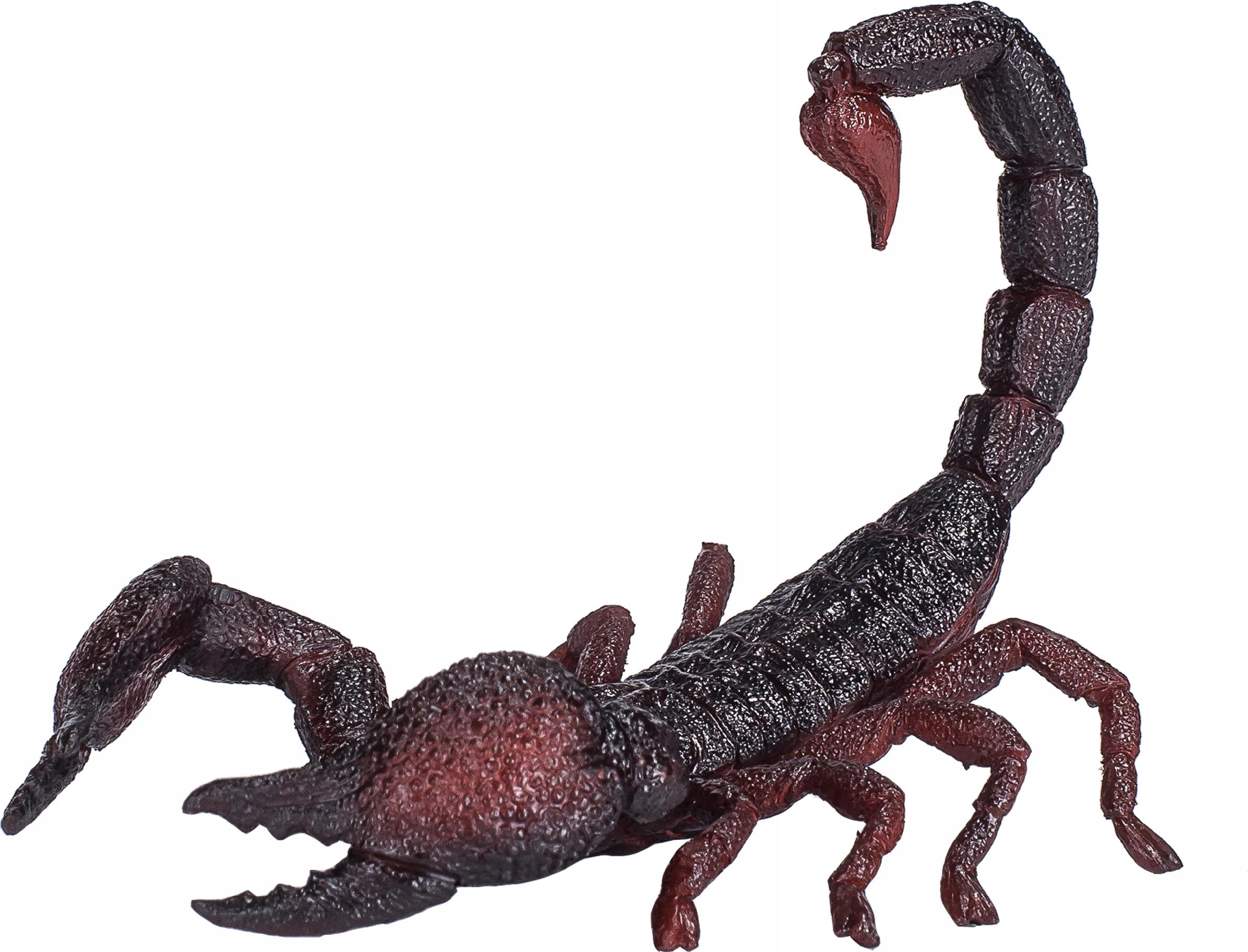 

Skorpion Cesarski Mojo 387133