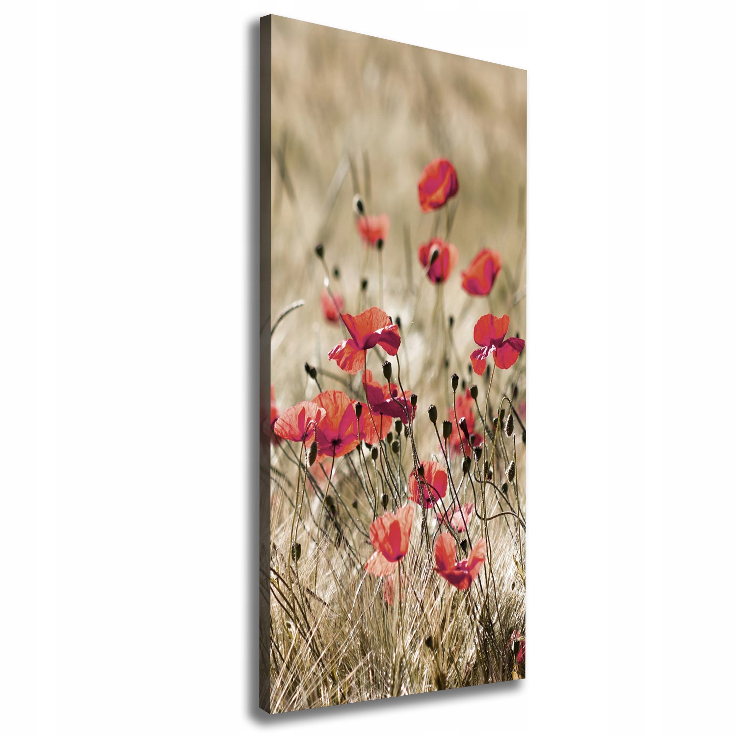 

Foto obraz canvas do salonu Polne kwiaty 50x125