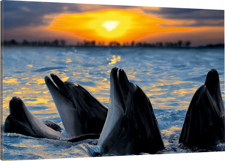 

Obraz Na Płótnie delfiny delfin 120x80 Wybór