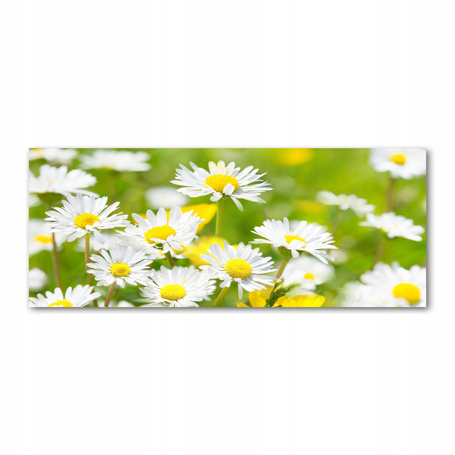 

Foto obraz akryl nowoczesny Stokrotki 125x50 cm