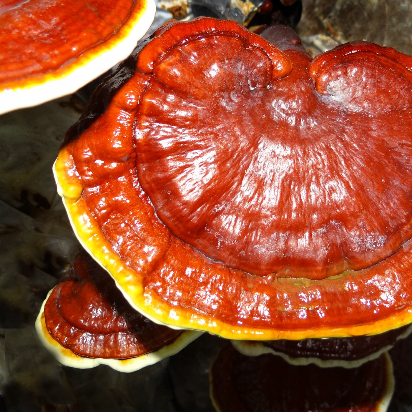 

Lakownica lśniąca Reishi grzybnia na kołkach 30szt
