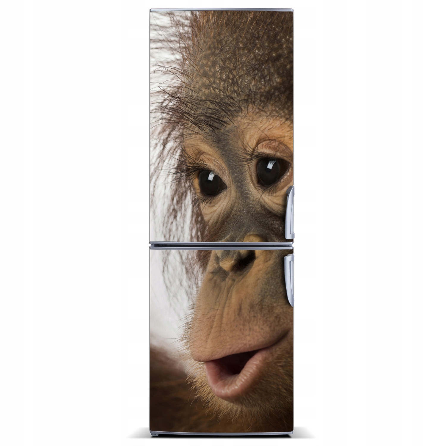 

Naklejka Magnes na lodówkę Młody orangutan 60x180