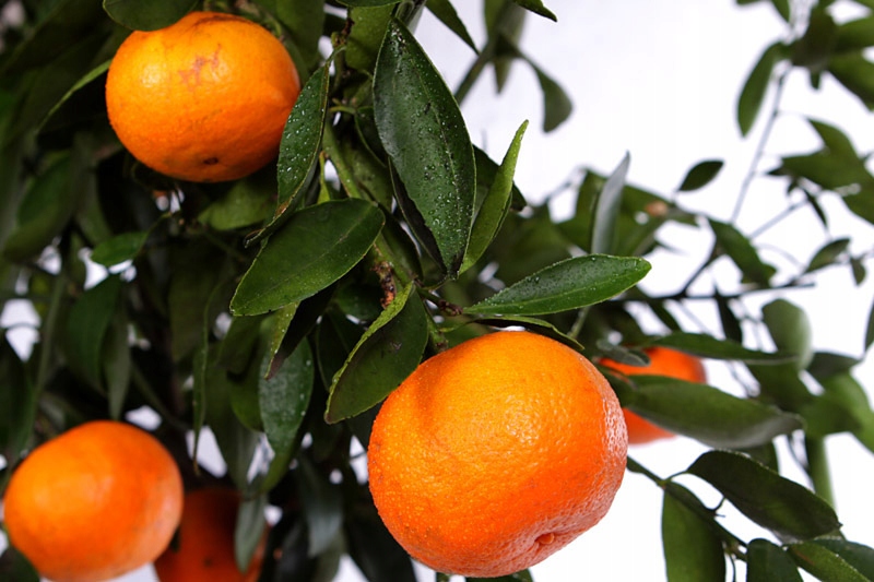 Мандарин большое дерево