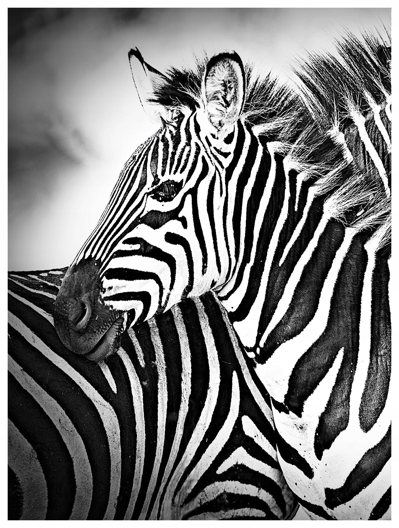 Vinylová fototapeta Zebry africké 184x254 Černobílá elegance lepidlo