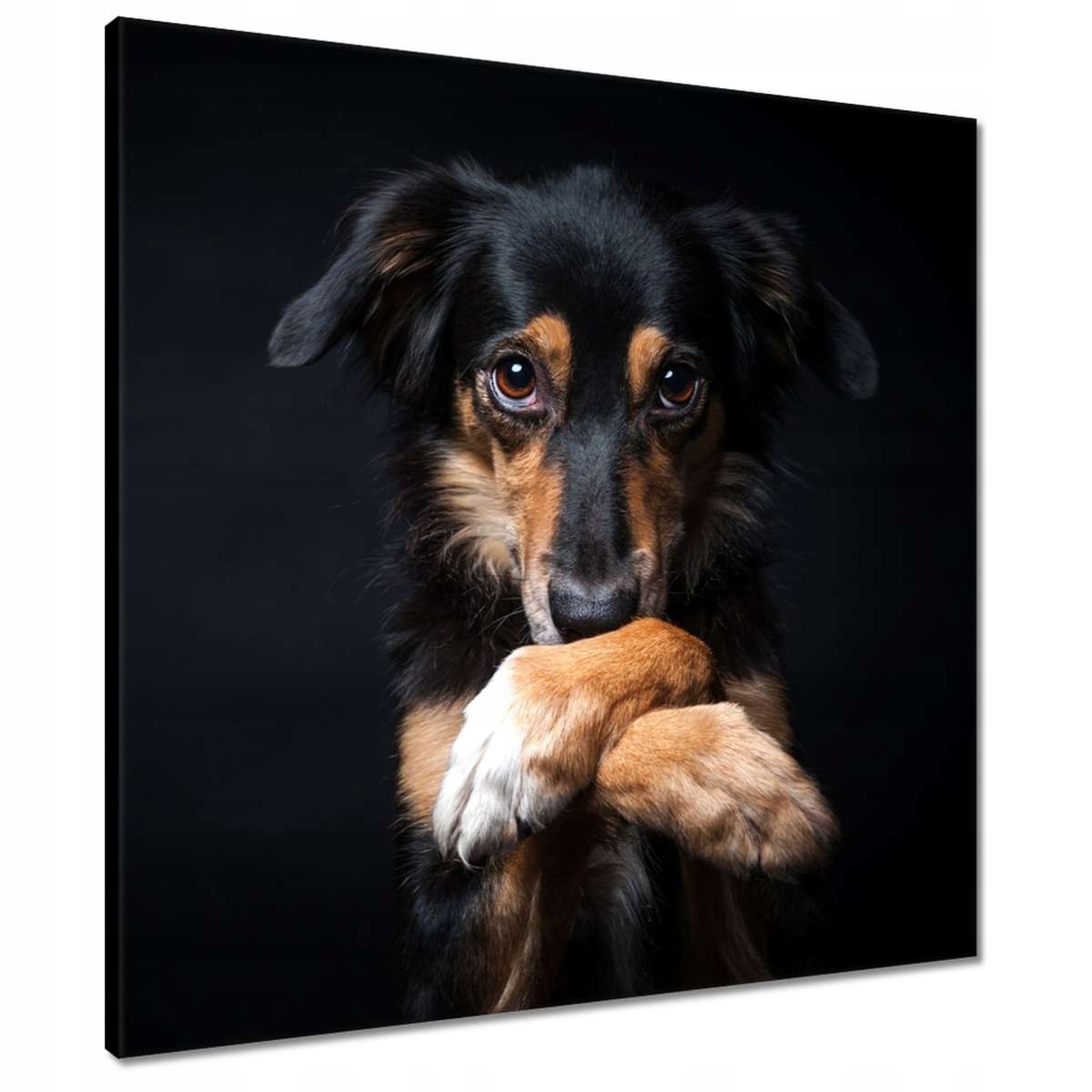 

Obrazy 60x60 Zabawny Border Collie