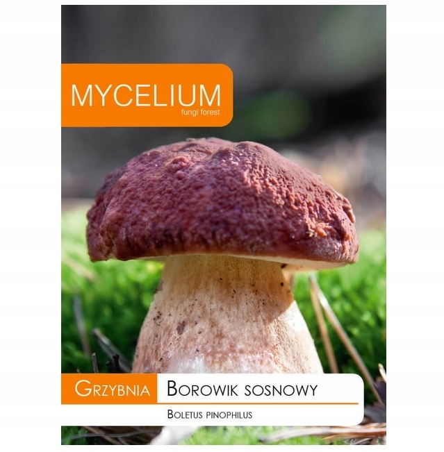 

Borowik Sosnowy grzybnia do ogrodu Mycelium