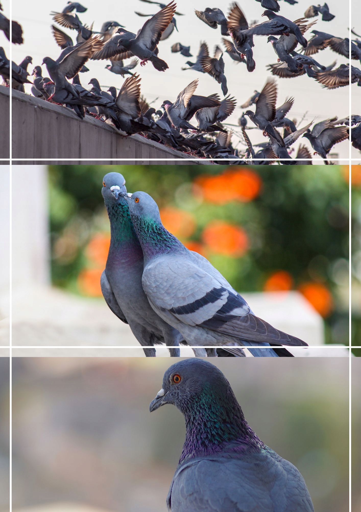 Karma dla gołębi Agro King Drobne Nasiona Oleiste 20kg Waga 20 kg