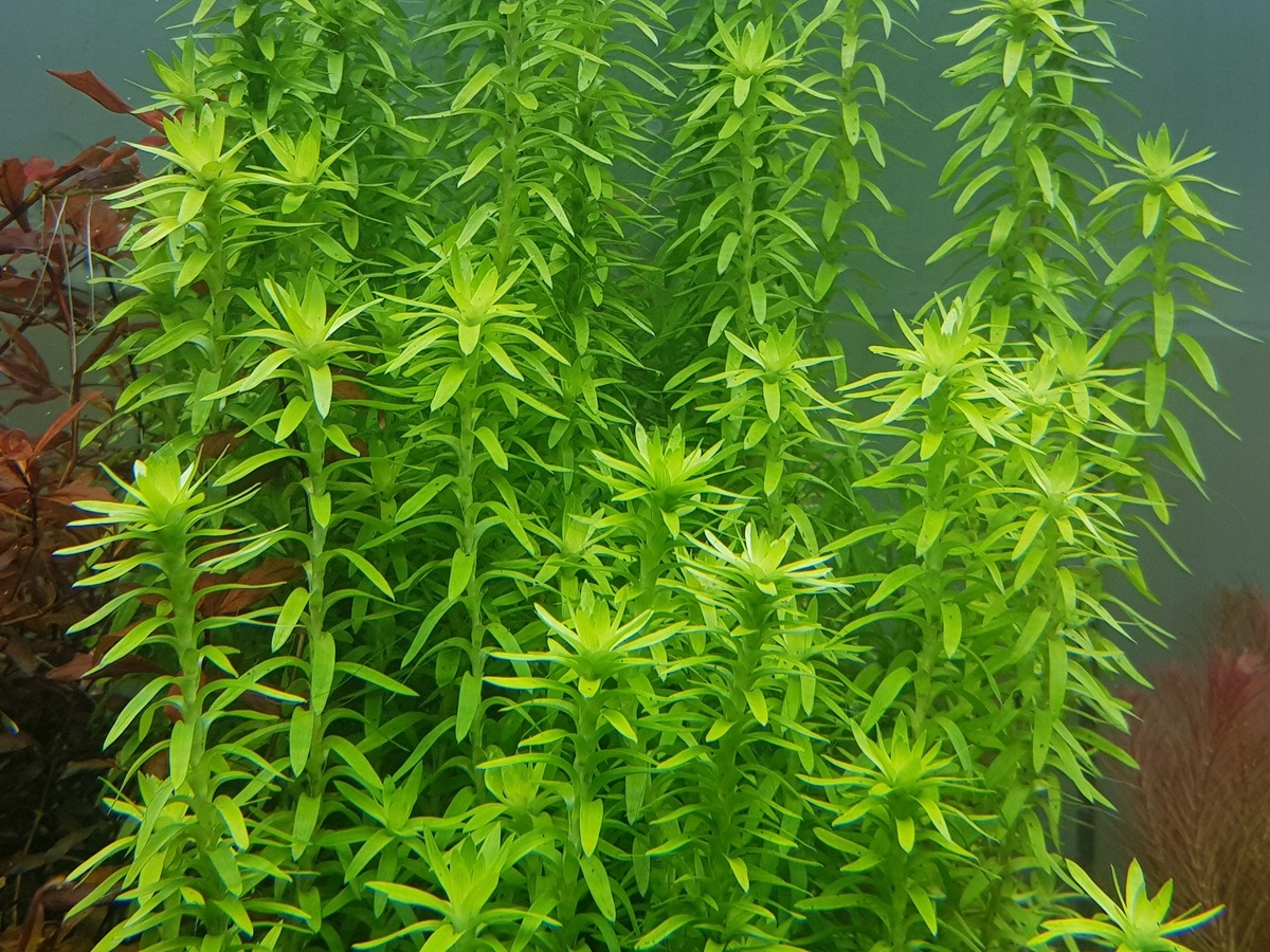 TONINA TOCANSIS-разведение под водой