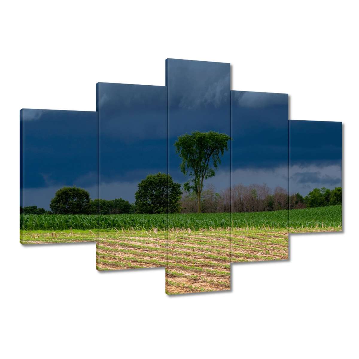 Obrazy 150x105 Kukuřičné pole Stromy