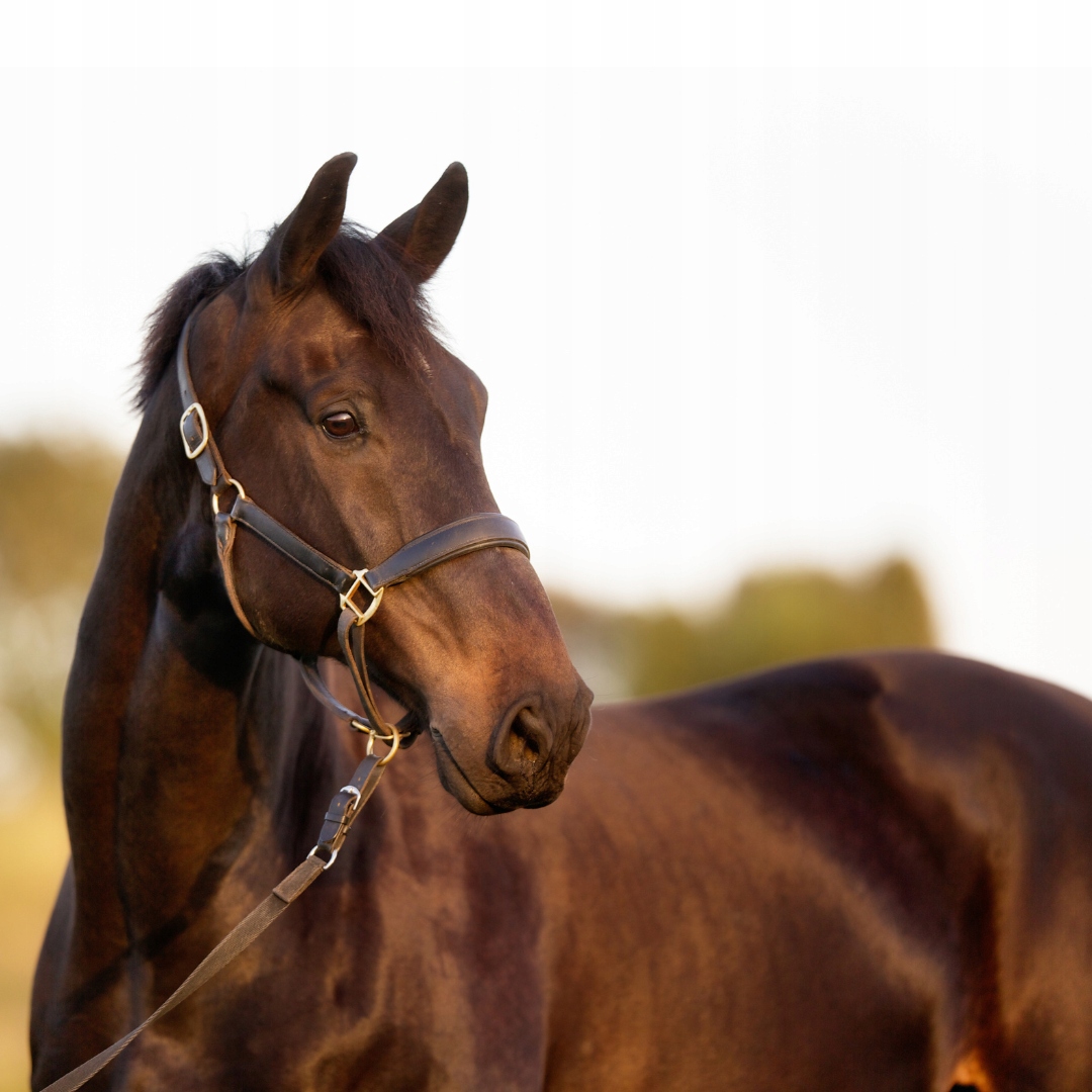 Höveler Mesz Dla Koni Z Wrzodami Original Pur.Mash 6kg Nazwa Höveler Mesz Dla Koni Z Wrzodami Original Pur.Mash 6kg