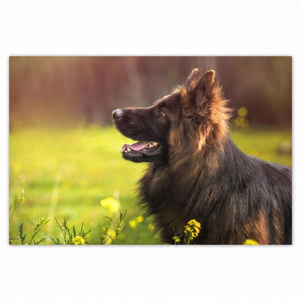 

Plakat 60x40 Wesoły przyjaciel Wilczur