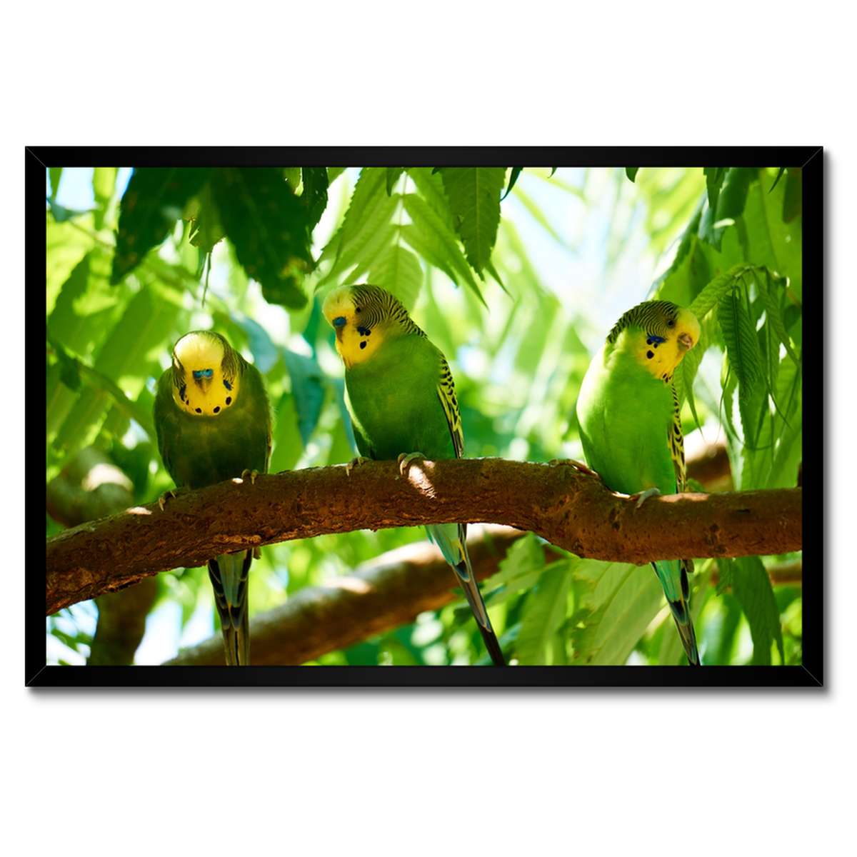 Plakáty v rámu 60x40 Papoušci Ptáčci