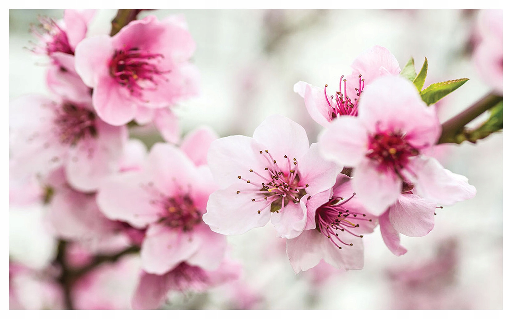 Fototapeta Ružové kvety vinylová jemnosť na stene 312x219 lepidlo