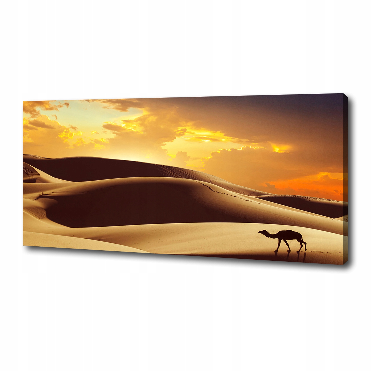 

Foto obraz na płótnie Wielbłąd Sahara 125x50 cm