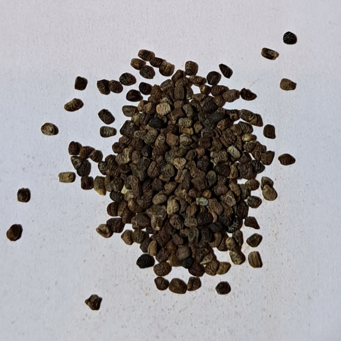 Levně Kardamom loupaný 1kg Rafex