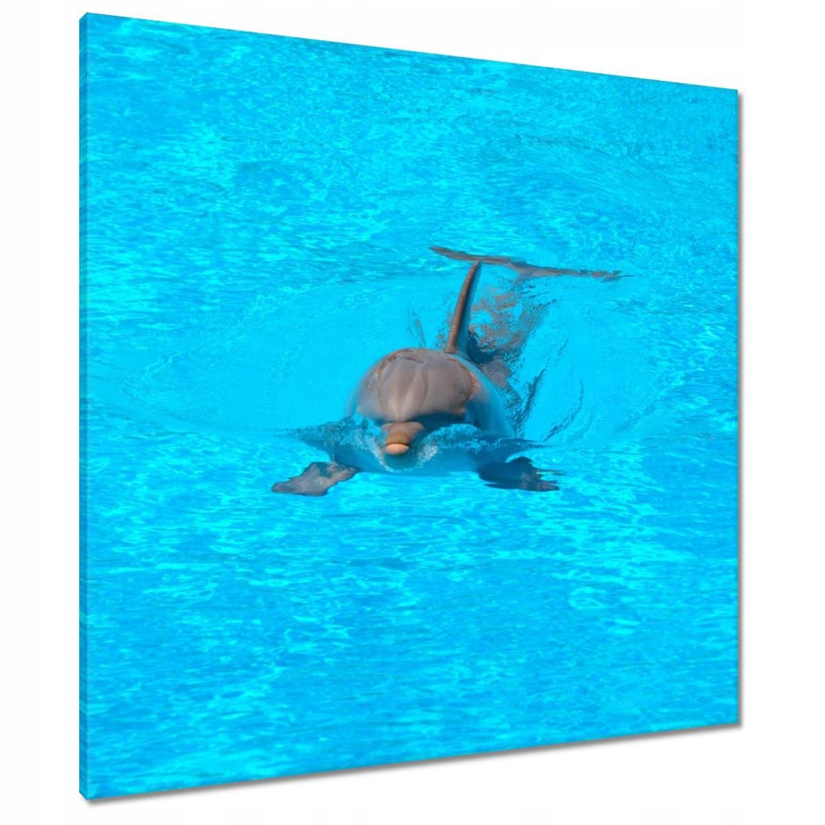 Obrazy 80x80 Delfín