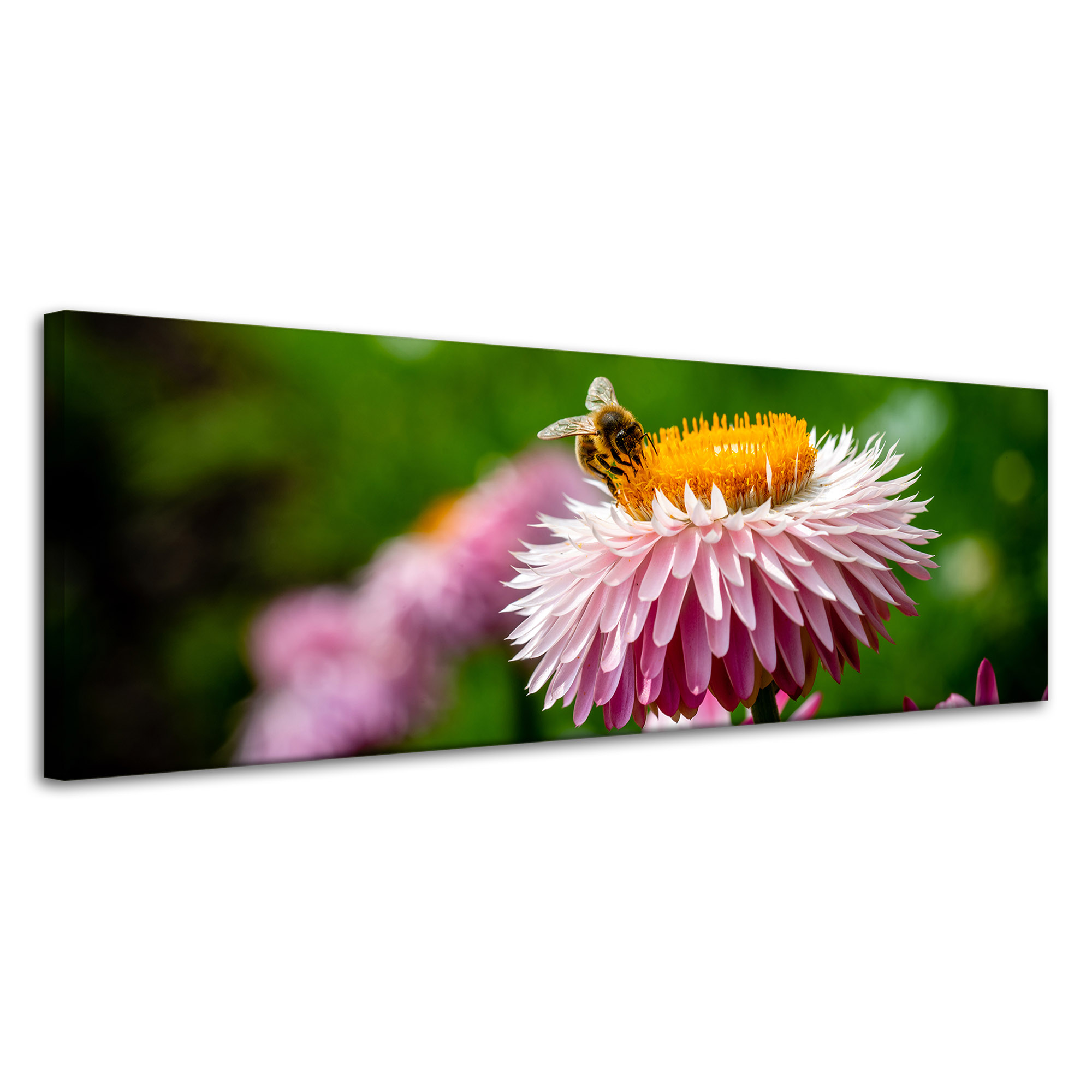 Obraz Canvas Botanika Sedmikráska s včelou 120x40