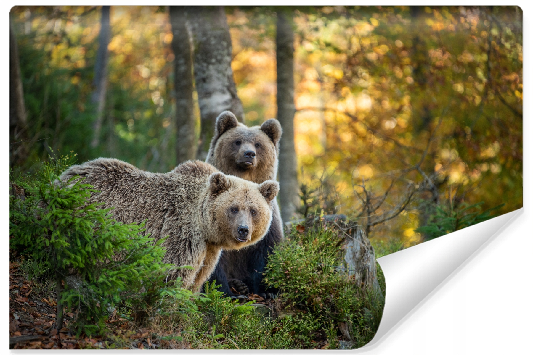 Fototapeta do obývacího pokoje Medvědi v lese 270x180