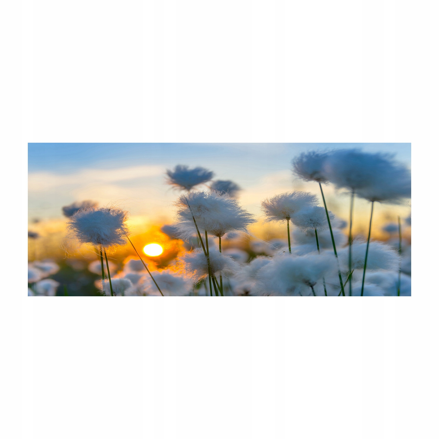 

Foto obraz akryl nowoczesny Wełnianka 125x50 cm